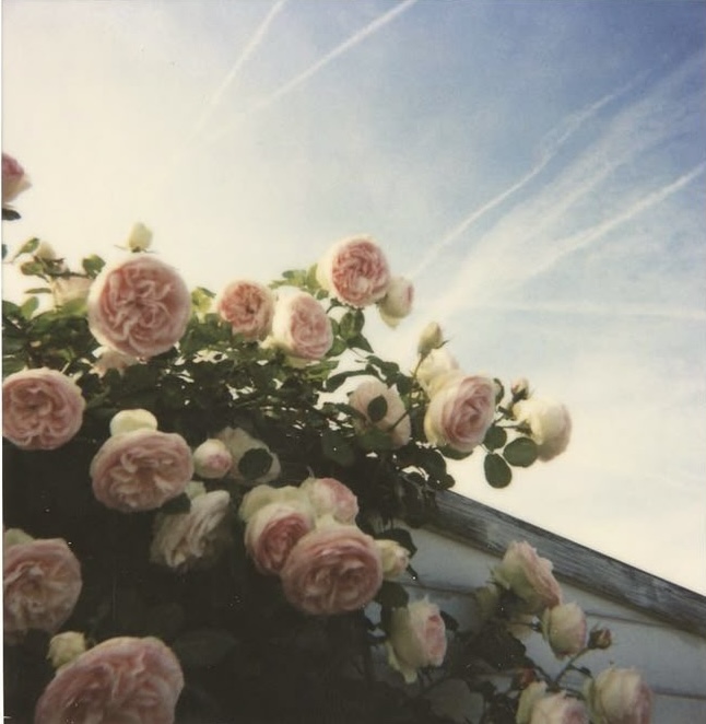 Israele, La Rosa tra le spine dell’antisionismo